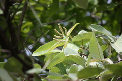 Terminalia coriacea